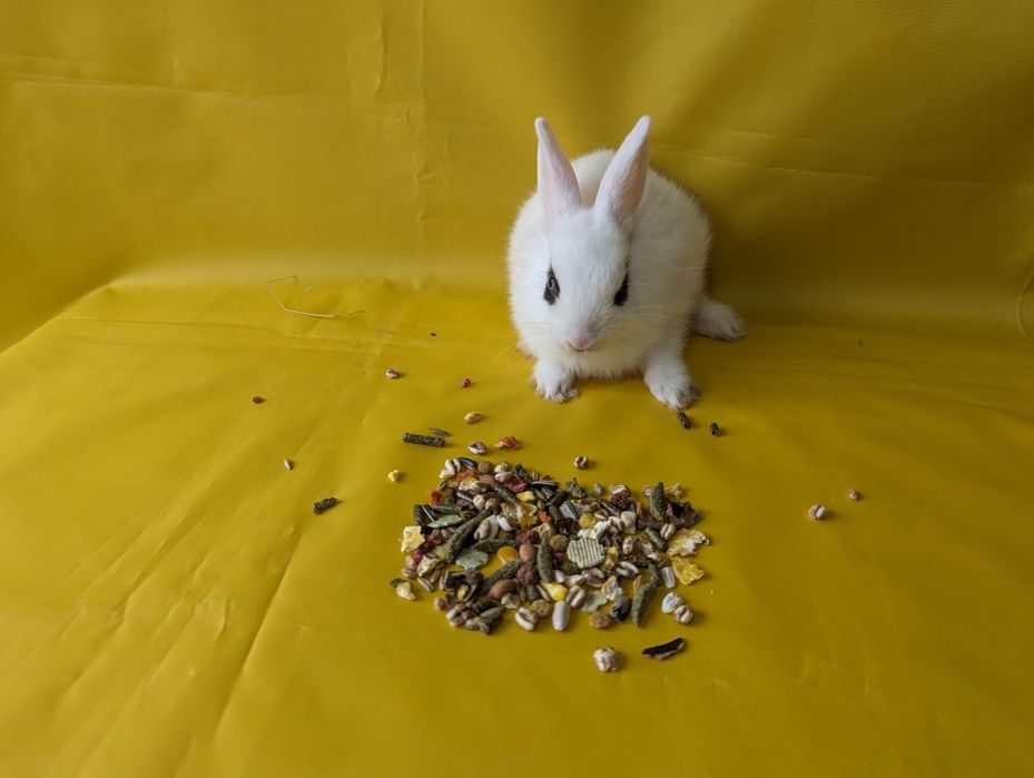 Кролик карликовий