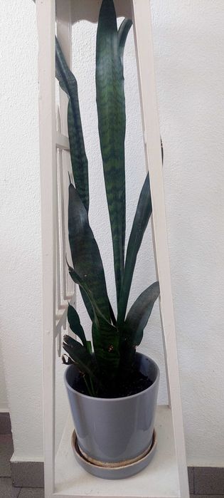 Plantas naturais