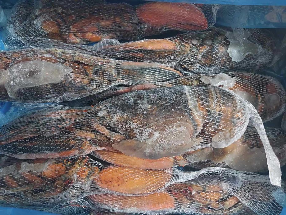 Лобстер (Омар) свіжо-морожений (450-1300 г). Ціна за 1кг