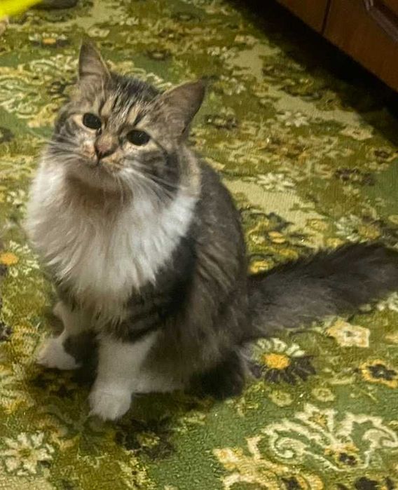 Котик Тішка шукає родину