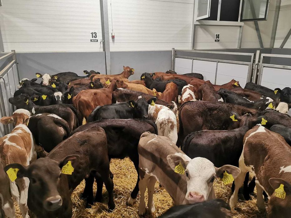 Cielęta  Jałówki MM 50-90 kg POLSKIE.Duży wybór  Raciąż