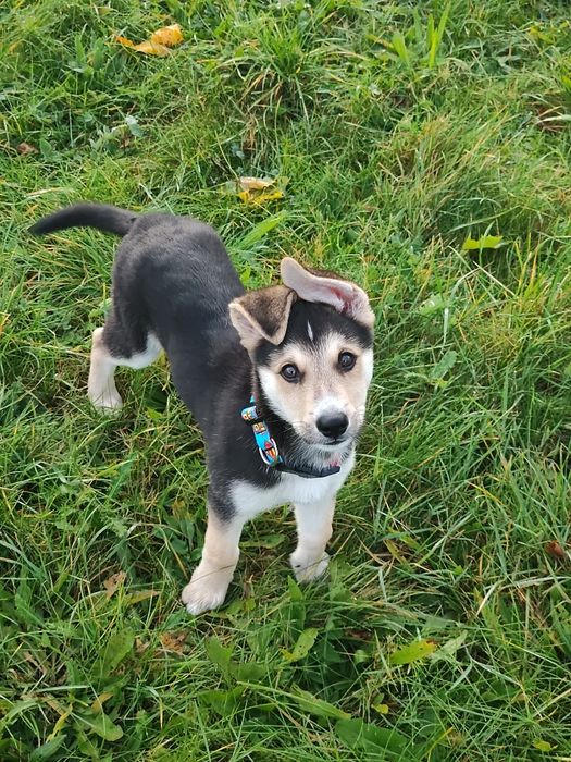 Szczeniak pies do oddania