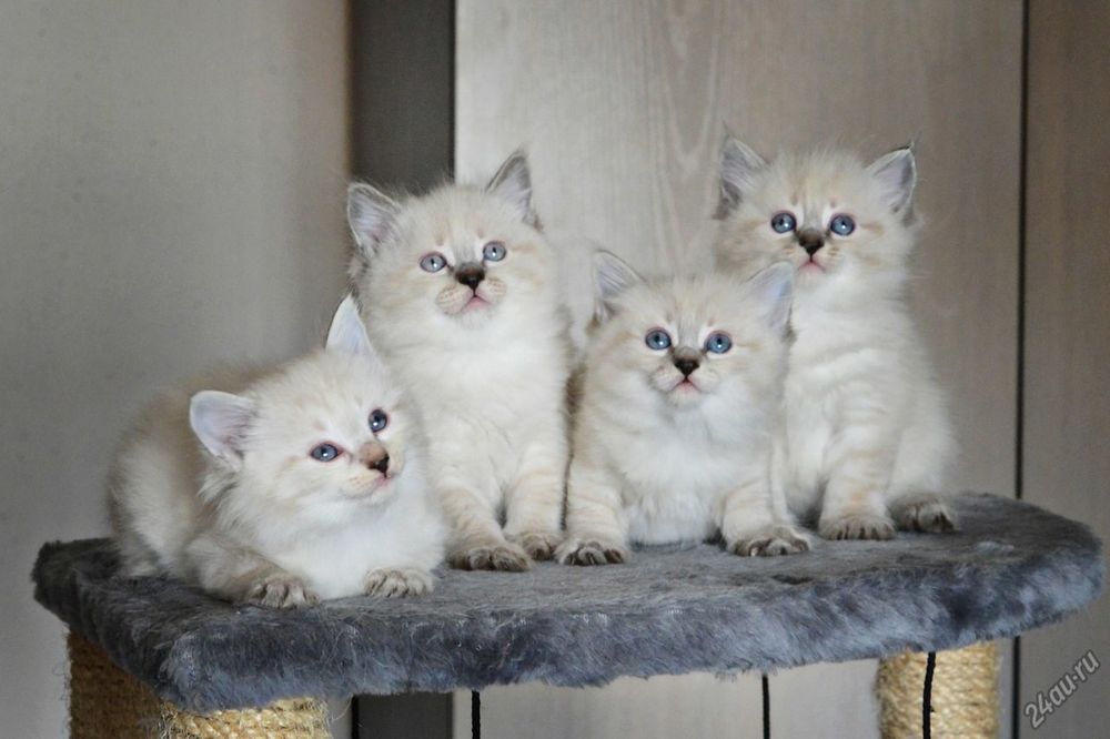 Продаются котята Невской Маскарадной