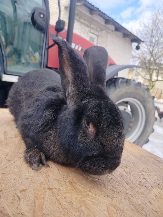 Sprzedam samca Belgijskiego