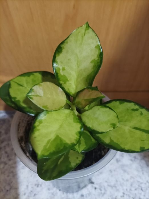 Хойя Обовата варієгата