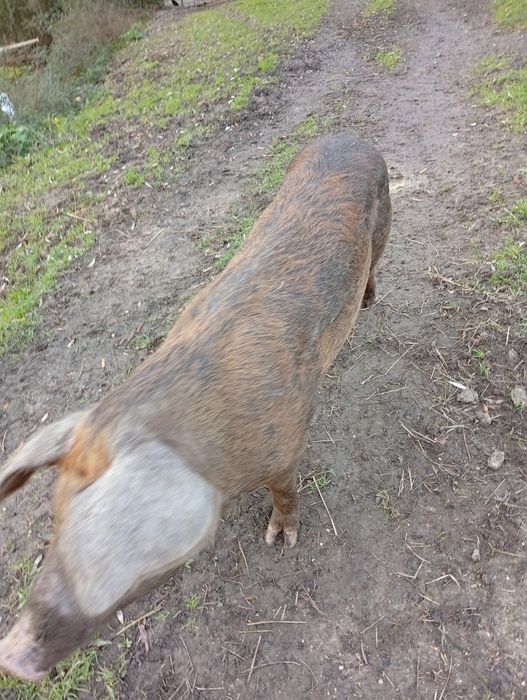 Vendo porca com 1 ano