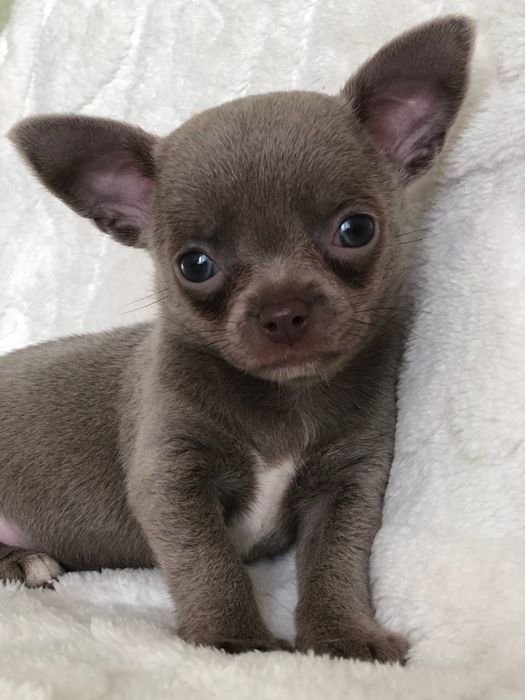 Ліловий хлопчик чіхуахуа