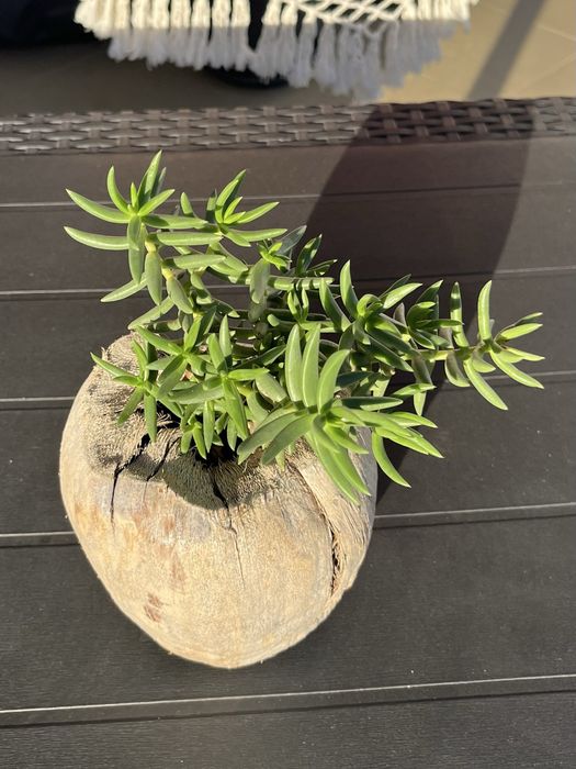 Seculenta em vaso de Couco.