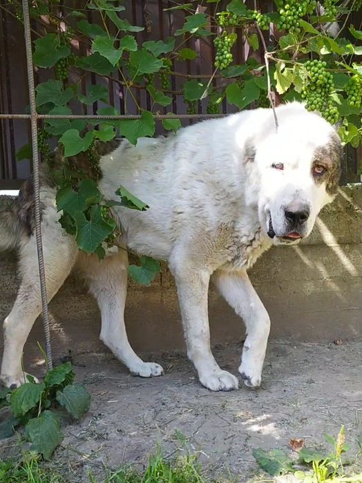 Алабай САО кобель на в'язку
