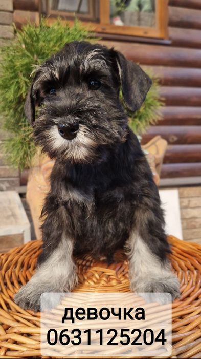 Породный мальчик-подросток.