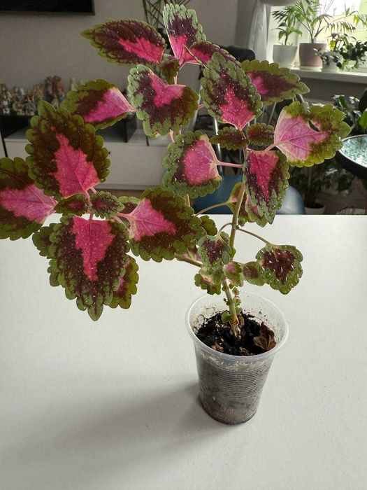 Домашні рослини (Фікус Бенжаміна, Плектрантус, Дріміопсіс, Колеус)