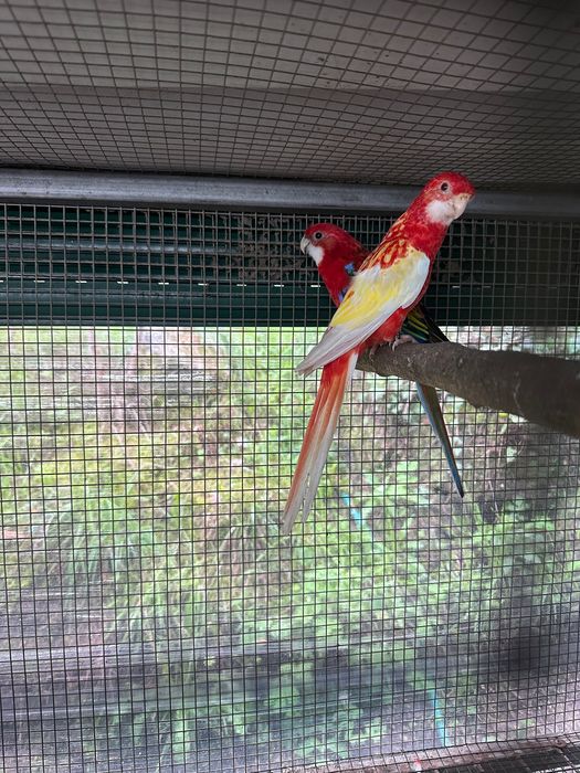 Aves casal de roselas