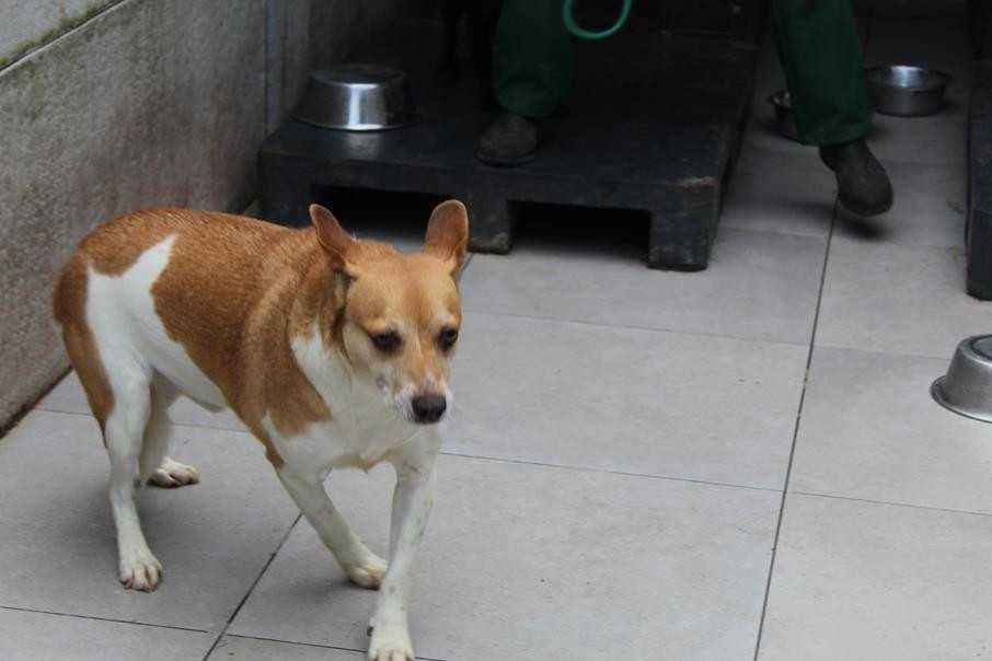 583491 Rossi do adopcji