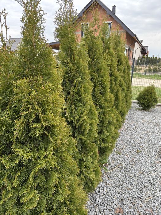 thuja urtinktur anwendungsgebiete Pflüger Thuja extern Tinktur Thuja occidentalis Urtinktur, 20 ml