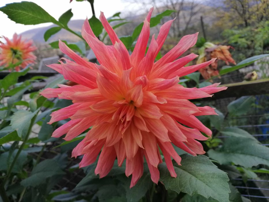 Жоржина. Георгина "Алые паруса"