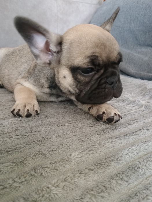 Buldog francuski