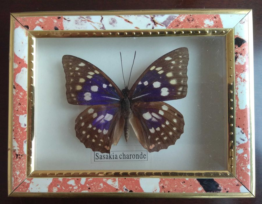 Метелики в рамці