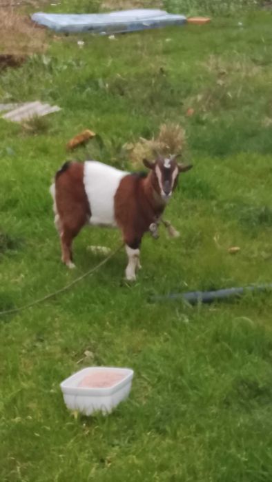 Cabra anâ 1 ano de idade