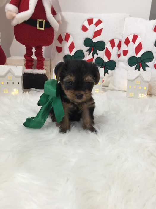 VIP Йорки — Це не просто цуценята  це любов у формі собаки