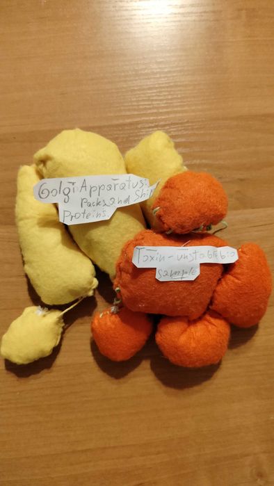 Ręcznie szyty zestaw organelli komórkowych – aparat Golgiego i toksyna.