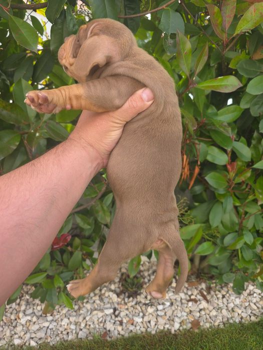 American bully macho