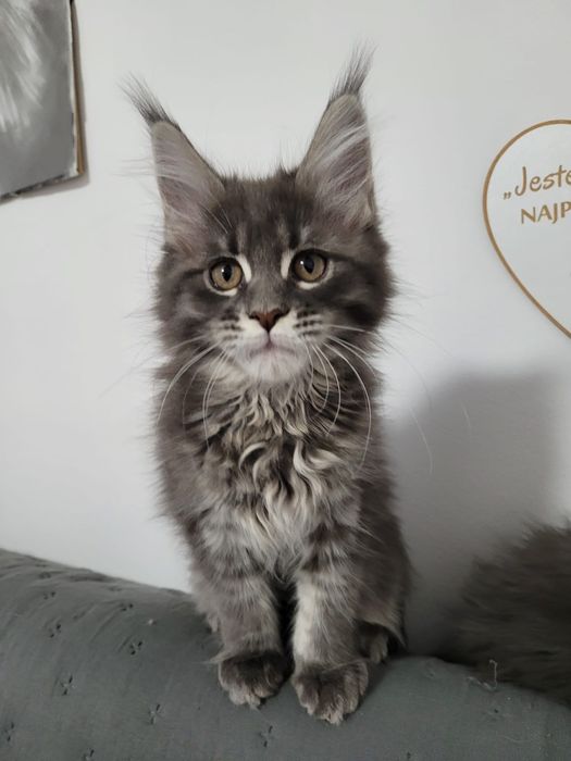 Koteczka bardzo mrucząca