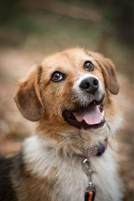 Oddam pieska (samca) w dobre rece