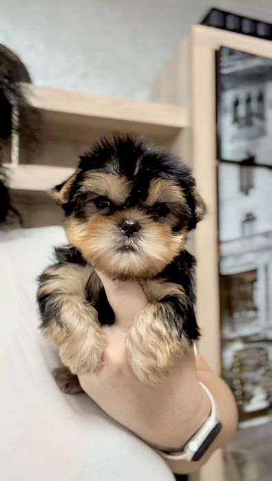 Йорки!  мальчики! Девочки! Мини!