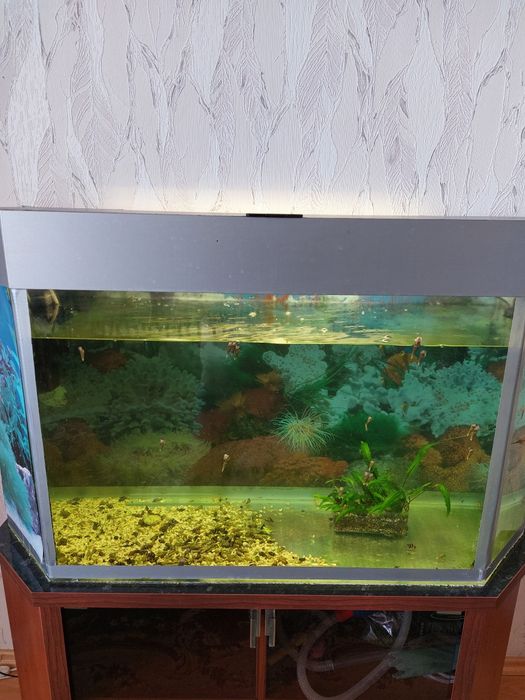 ПРОДАЖА . Аквариум с тумбой. УЛИТКИ ХЕЛЕНЫ.