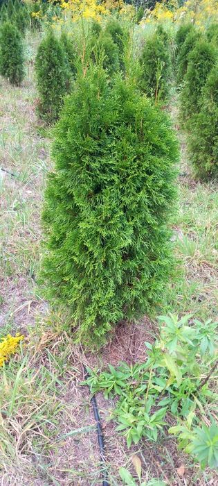 Thuja Szmaragd 120-140