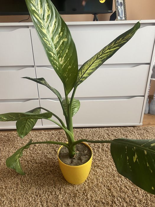 Вазони дифенбахія