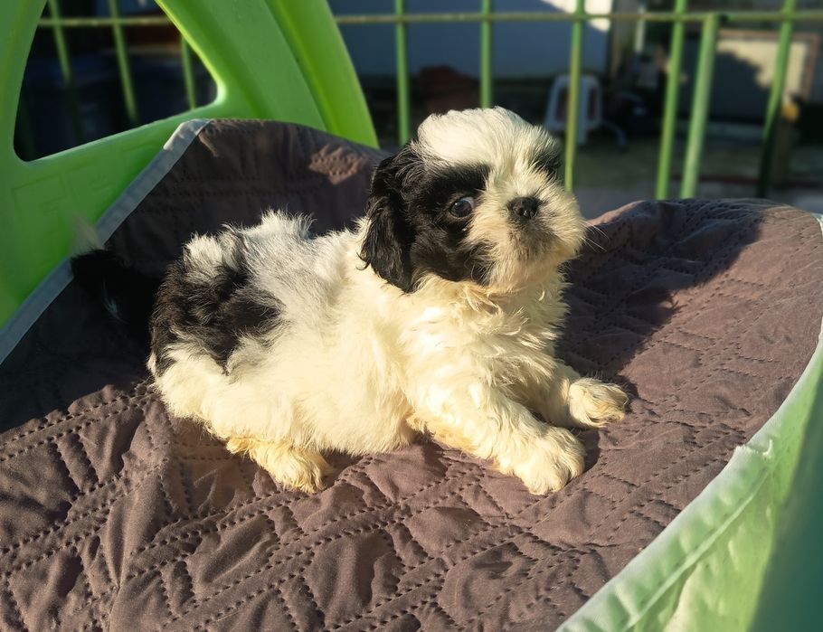 Shih tzu macho lindíssimo vacinado e desparasitado