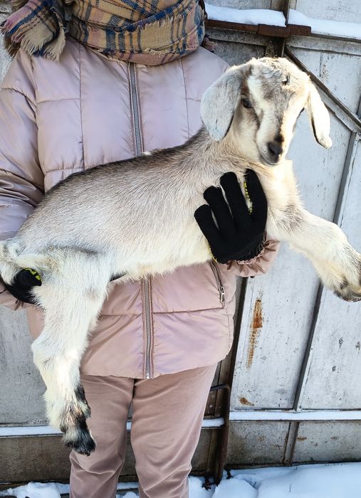 Козенята англонубійської породи 75%