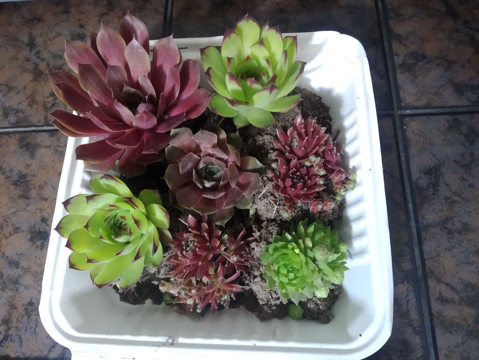 do donicy/ na taras lub do ogrodu/ zestaw  mrozoodporny