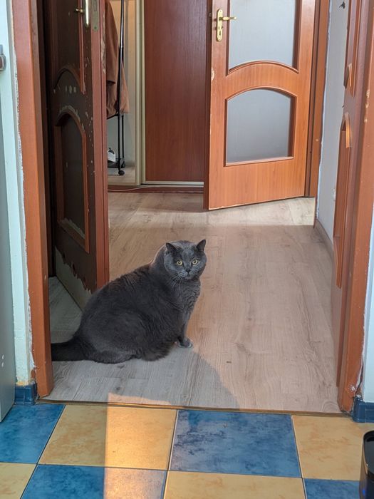 Віддам кота в добрі руки