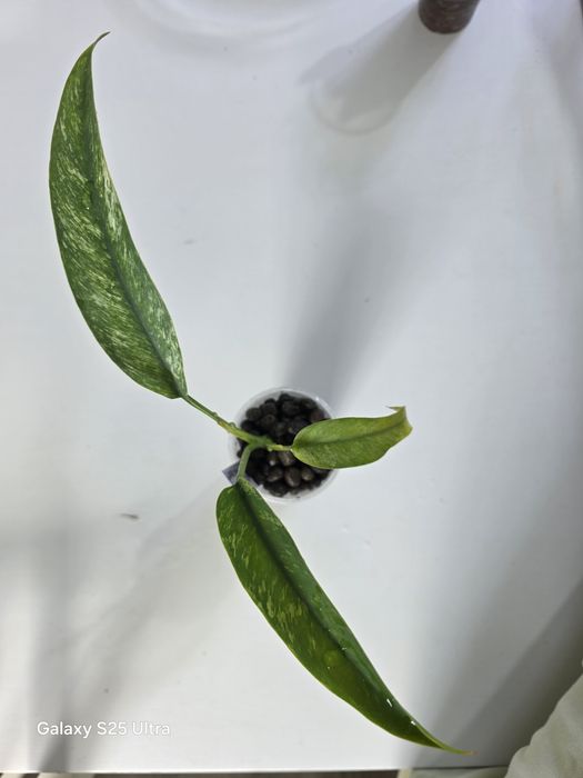 Epipremnum giganteum mint
