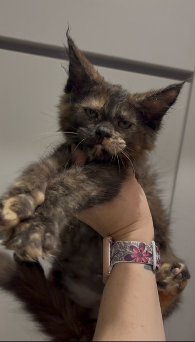 Kotka Maine Coon PZF