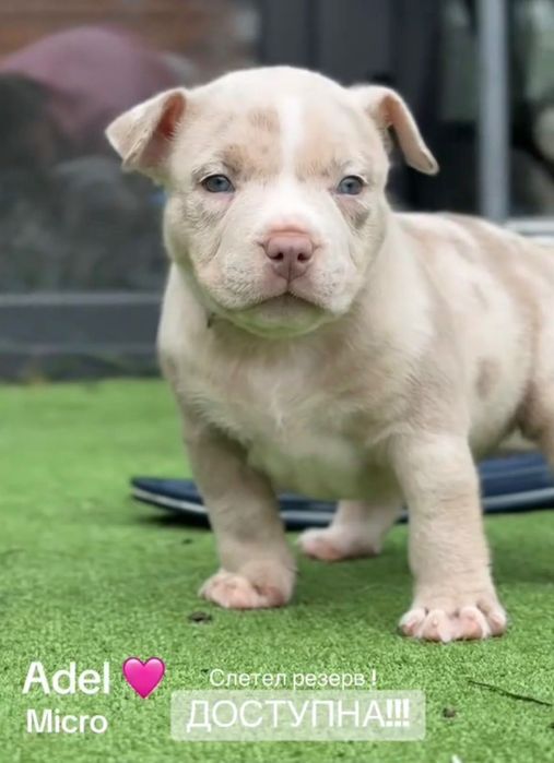 American bully Micro