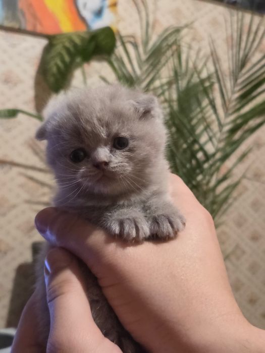 Скотіш фолд. Вʼязка