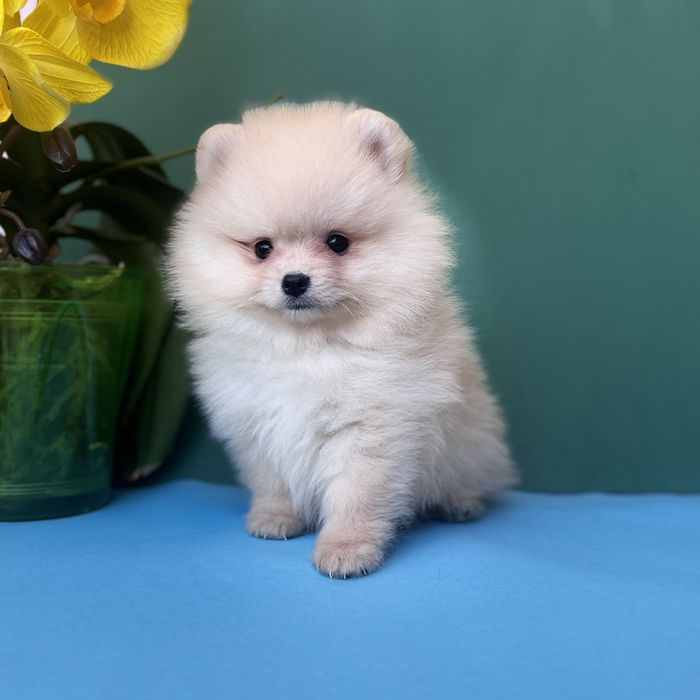 Хлопчик шоу класу тип ведмедика