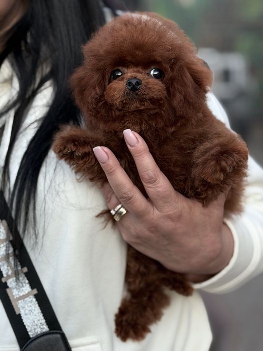 Дівчинка той пудель китай‼️