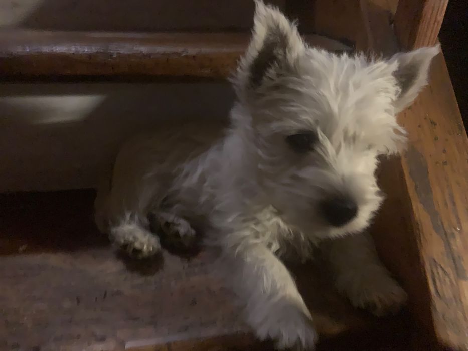 West Highland White Terrier szczenięta - piesek (hodowla ZKwP)