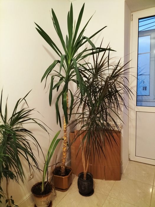 Вазонок юка 2м, пальма 1.7м