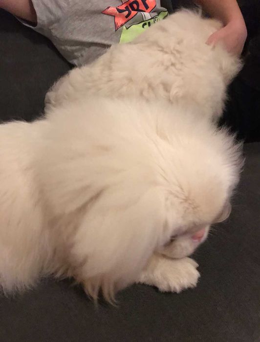 Большая редкость щенки пекинеса в окрасе пинк! Альбинос!