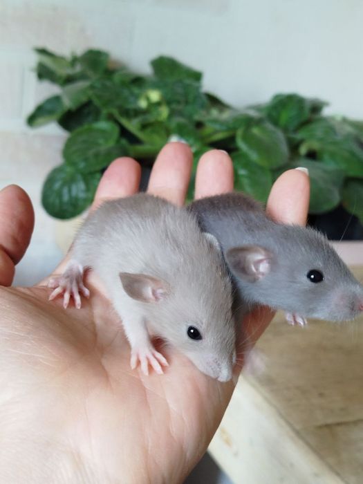 Крысенок дамбо. Девочки