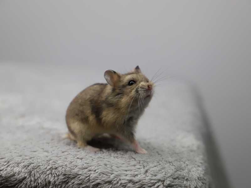Chomik, chomiki, chomik campbella, rodowodowe chomiki campbella
