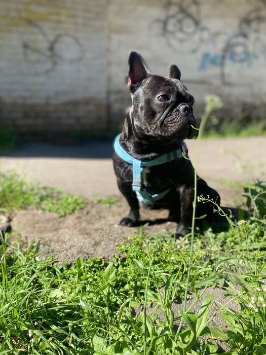 Французский бульдог Стич, ищет себе невесту