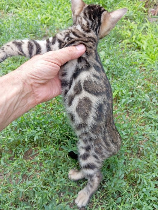 Бенгальский мальчик Ben n-24