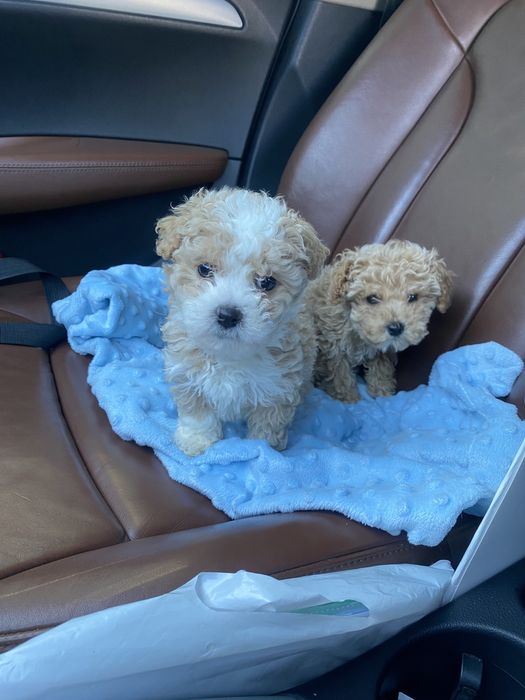 Шикарні міні мальтипу