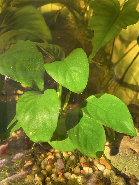 planta viva de aquário anubia